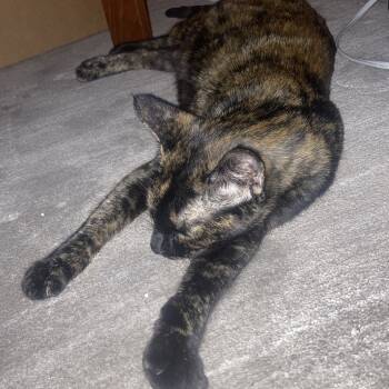 Rescue Domestic Short Hair Cats for Adoption in Long Beach, California - Clover | PetCurious