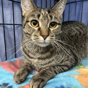Rhys -  Domestic Short Hair Cat for Adoption in Mokena, Illinois - Rhys | PetCurious