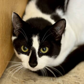 Rescue Domestic Short Hair Cats for Adoption in Winchendon, Massachusetts - Maxie | PetCurious