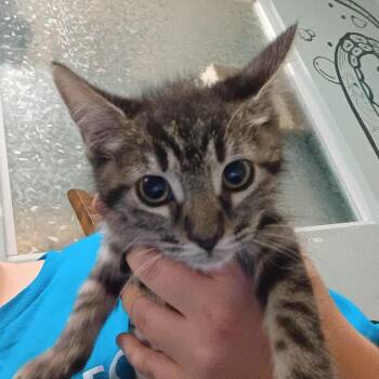 Po-tay-to -  Domestic Short Hair Cat for Adoption in Titusville, Florida - Po-tay-to | PetCurious