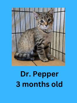 Dr. Pepper -  Domestic Short Hair Cat for Adoption in Ravenna, Ohio - Dr. Pepper | PetCurious
