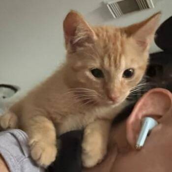 Chips -  Domestic Short Hair Cat for Adoption in San Antonio, Texas - Chips | PetCurious