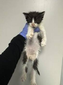 Domestic Medium Hair Cats Available for Adoption - UDON | PetCurious