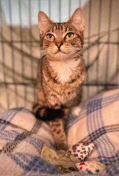 Bumble -  Domestic Short Hair Cat for Adoption in Duxbury, Massachusetts - Bumble | PetCurious