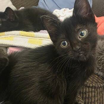 Obsidia -  Domestic Short Hair Cat for Adoption in Layton, Utah - Obsidia | PetCurious