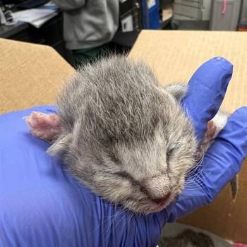 Domestic Short Hair Cats Available for Adoption - IN FOSTER | PetCurious