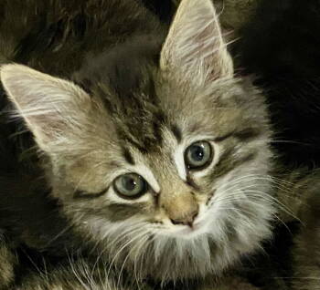 Rescue Tabby and Domestic Medium Hair Cats for Adoption in San Jose, California - Mojito | PetCurious