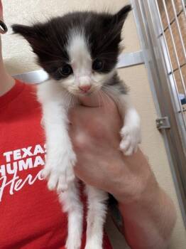 Rescue Domestic Short Hair Cats for Adoption in Leander, Texas - Hannah | PetCurious