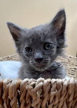 Pewter -  Domestic Short Hair Cat for Adoption in Lawrenceville, Georgia - Pewter | PetCurious