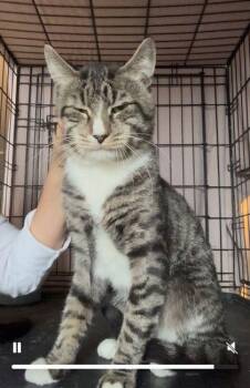 Rescue Domestic Short Hair Cats for Adoption in New York, New York - Oliver | PetCurious