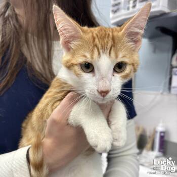 Domestic Short Hair Cats Available for Adoption - Frank | PetCurious