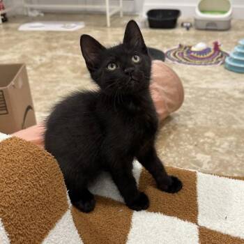 Bombay Cats Available for Adoption in Coral Gables, Florida - Midnight | PetCurious