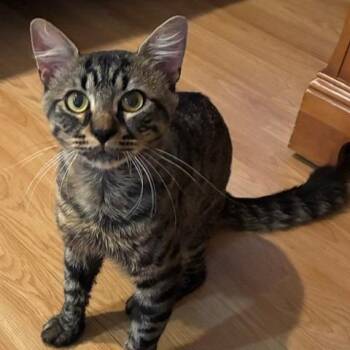 Captain -  American Shorthair Cat for Adoption in Freeport, Florida - Captain | PetCurious
