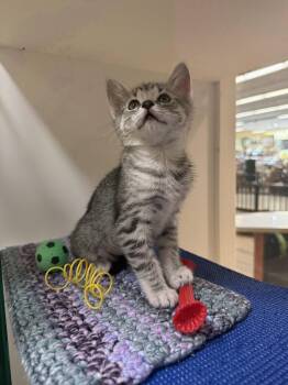 Crystal (Bonded with Pearl) -  Domestic Short Hair and Tabby Cat for Adoption in Oakland, California - Crystal (Bonded With Pearl) | PetCurious