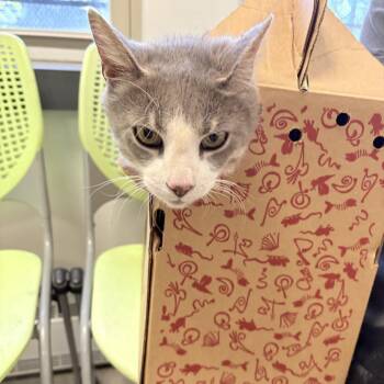 Domestic Short Hair Cats Available for Adoption in Philadelphia, Pennsylvania - Muggles | PetCurious