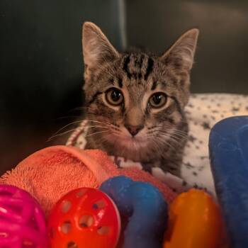 Honda -  Domestic Short Hair Cat for Adoption in Jasper, Indiana - Honda | PetCurious