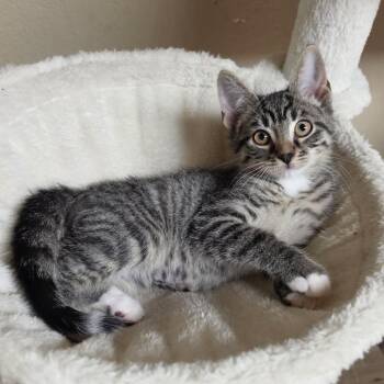Phallon -  Domestic Short Hair Cat for Adoption in Houston, Texas - Phallon | PetCurious