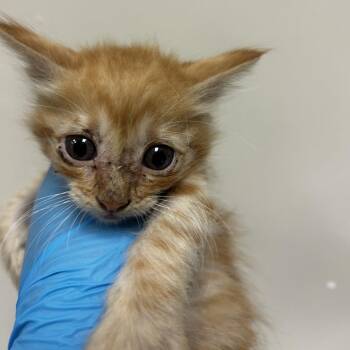 Luke -  Domestic Short Hair Cat for Adoption in Reno, Nevada - Luke | PetCurious