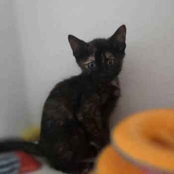 Pygmy -  Domestic Short Hair Cat for Adoption in Dearborn, Michigan - Pygmy | PetCurious