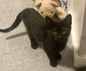 Domestic Short Hair Cats Available for Adoption - Sweet Baby Sisters | PetCurious