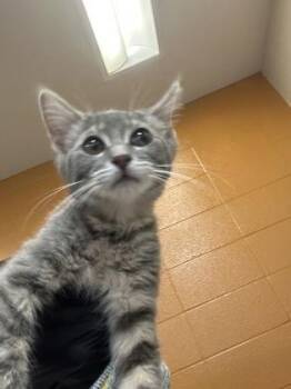Lisa -  Domestic Short Hair Cat for Adoption in Wichita, Kansas - Lisa | PetCurious