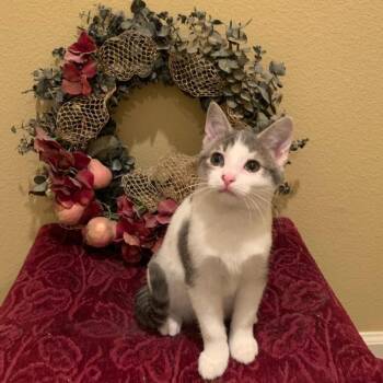Domestic Short Hair Cats Available for Adoption in Hot Springs, Arkansas - Goose (Baylee) | PetCurious