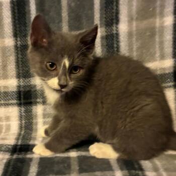 Toucan -  Domestic Short Hair Cat for Adoption in Parkersburg, West Virginia - Toucan | PetCurious