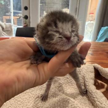 Peanut -  Domestic Short Hair Cat for Adoption in Los Angeles, California - Peanut | PetCurious