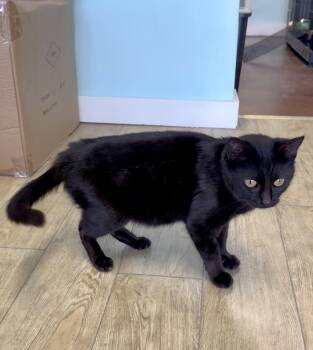 CARMEN -  Domestic Short Hair Cat for Adoption in Scottsburg, Indiana - CARMEN | PetCurious