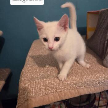 Magnolia -  Domestic Short Hair Cat for Adoption in NEW PT RICHEY, Florida - Magnolia | PetCurious