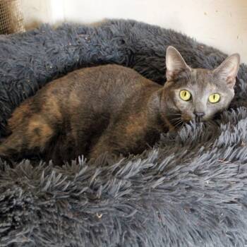 Rescue Domestic Short Hair Cats for Adoption in Redlands, California - Sassy | PetCurious