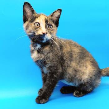 Dings -  Domestic Short Hair Cat for Adoption in Springfield, Missouri - Dings | PetCurious