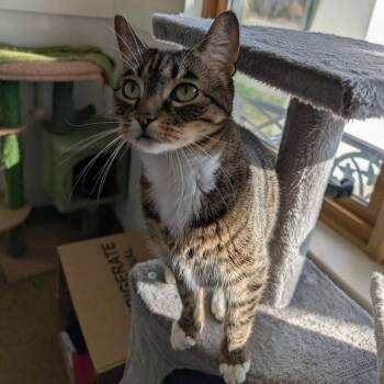 Beanie -  Domestic Short Hair Cat Available for Adoption - Beanie | PetCurious