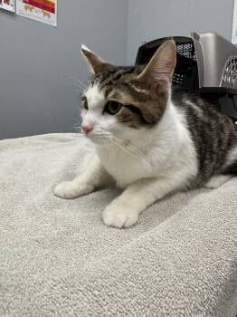 Domestic Short Hair Cats Available for Adoption in Bloomington, Indiana - Momo | PetCurious