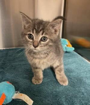 Rescue Domestic Short Hair Cats for Adoption in Houghton Lake, Michigan - AJ | PetCurious