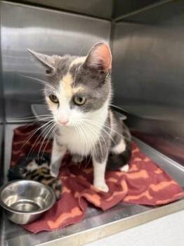 Ice Cream -  Domestic Short Hair Cat for Adoption in Lafayette, Indiana - Ice Cream | PetCurious