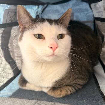 Lincoln -  Domestic Short Hair Cat for Adoption in Indianapolis, Indiana - Lincoln | PetCurious