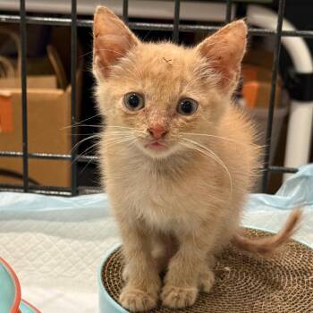 Blaze -  Domestic Short Hair Cat for Adoption in Germantown, Maryland - Blaze | PetCurious