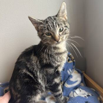 Jones -  Domestic Short Hair Cat for Adoption in Seward, Nebraska - Jones | PetCurious