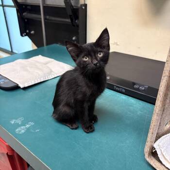 Frankie -  Domestic Short Hair Cat for Adoption in Pasadena, California - Frankie | PetCurious