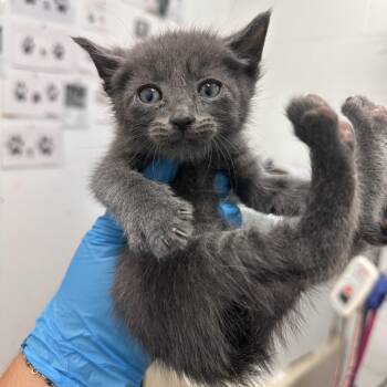 Domestic Short Hair Cats Available for Adoption in Edinburg, Texas - July | PetCurious