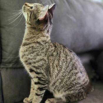 Domestic Short Hair Cats Available for Adoption in Centerville, Tennessee - Jeanie | PetCurious