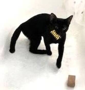 Rescue Domestic Short Hair Cats for Adoption in West Orange, New Jersey - Mr. Yellow | PetCurious