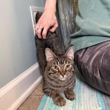 Domestic Short Hair Cats Available for Adoption in Gibsonia, Pennsylvania - Andy | PetCurious