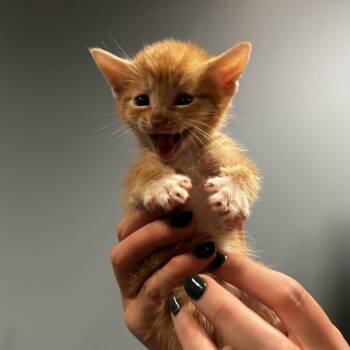 Kale -  Domestic Short Hair Cat for Adoption in Chattanooga, Tennessee - Kale | PetCurious