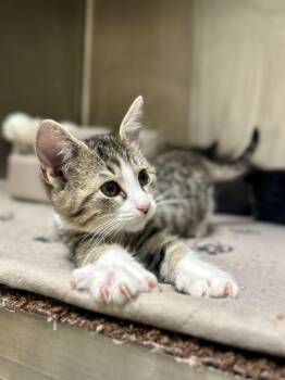 Rescue Domestic Short Hair Cats for Adoption in Kerrville, Texas - Tink | PetCurious
