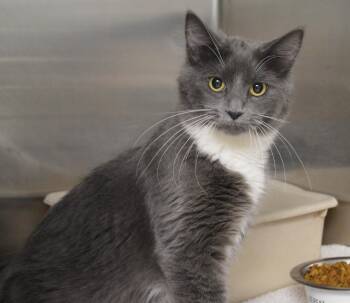 Potato Soup -  Domestic Long Hair Cat for Adoption - Potato Soup | PetCurious