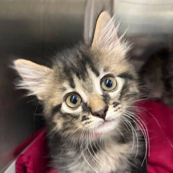 Sushi -  Domestic Medium Hair Cat for Adoption in Ardmore, Oklahoma - Sushi | PetCurious