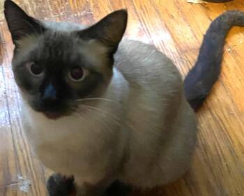Hin -  Siamese Cat for Adoption in Pickering, Ontario - Hin | PetCurious