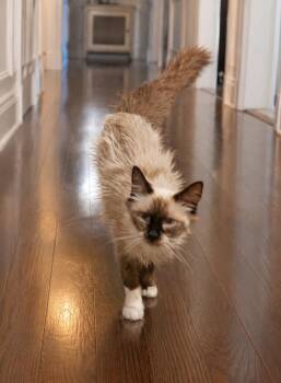 Siamese and Domestic Long Hair Cats Available for Adoption in Biloxi, Mississippi - Bella Miraposa | PetCurious
